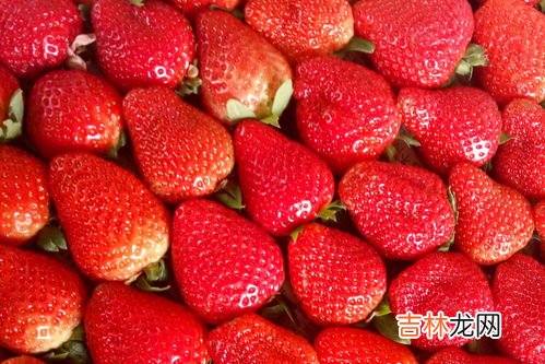 草莓怎么保存不容易坏,草莓要怎么放才不会坏? 不管放哪都是一晚上就坏么?