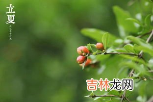 立夏过后是夏天吗,立夏过后是夏天了吗 立夏过后是不是夏天了