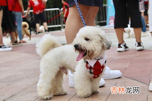 比熊和泰迪的区别,泰迪和比熊有什么区别？