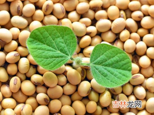 大豆中的天然活性成分,大豆富含什么营养成分