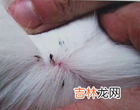 怎样能快速消灭跳蚤,如何迅速消灭家里的跳蚤 13种方法来迅速消灭家里的跳蚤