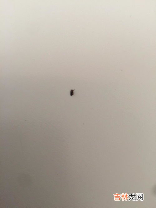 怎样能快速消灭跳蚤,如何迅速消灭家里的跳蚤 13种方法来迅速消灭家里的跳蚤