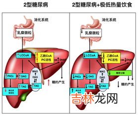 由个化酶轻甘成分,酶催化作用的特点