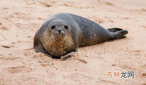 海狮和海豹的区别,海豹和海狮的区别