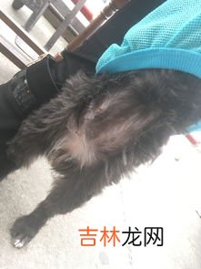 怎么判断狗狗是否怀孕,怎样分辨狗狗是不是怀孕