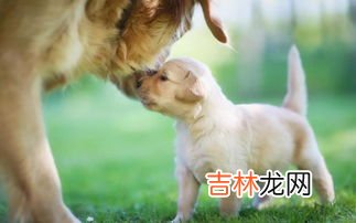 怎么判断狗狗是否怀孕,怎样分辨狗狗是不是怀孕