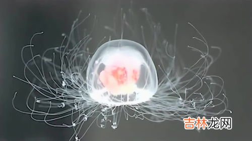 人是不是生物,人是不是生物?