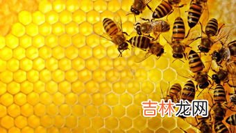 蜜蜂的天敌是什么动物,蜜蜂的天敌是什么动物
