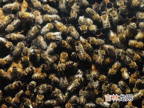 蜜蜂的天敌是什么动物,蜜蜂的天敌是什么动物