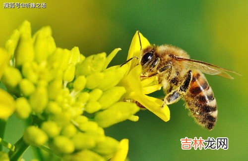 蜜蜂的天敌是什么动物,蜜蜂的天敌是什么动物