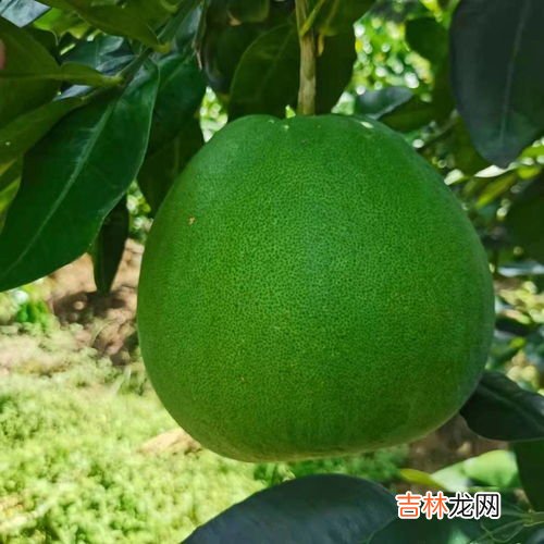 柚子施什么肥最甜,柚子施什么肥比较甜