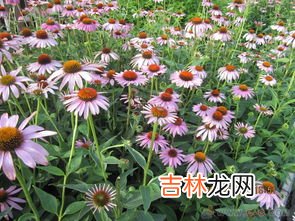 菊厂指的是什么,华为再招201万元年薪“天才少年”,公司未来的发展前景如何?