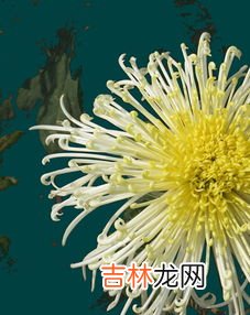 菊厂指的是什么,华为再招201万元年薪“天才少年”,公司未来的发展前景如何?