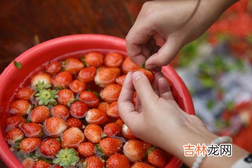 草莓中间空心能吃吗,草莓空心好还是实心好 草莓中间空心是为什么