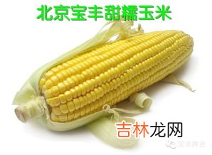 玉米的原产地是哪里,玉米原产地有哪些呢？