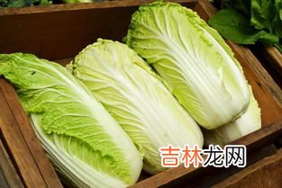 白菜属于什么科,白菜归属于什么科