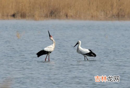 春天燕子飞回南方还是北方为什么,春天，燕子是从南方飞回北方，还是从北方飞回南方