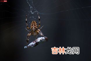 大腹园蛛寿命多久,蜘蛛一年四季都出来吗