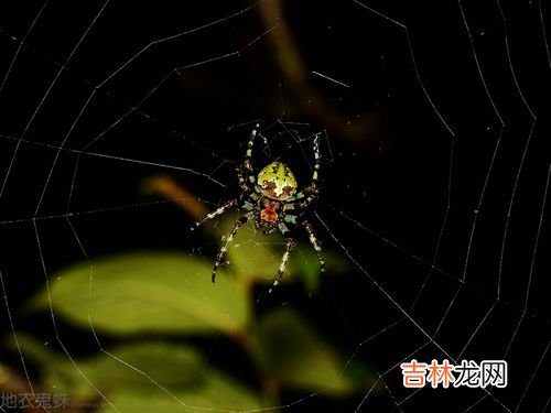 大腹园蛛寿命多久,蜘蛛一年四季都出来吗