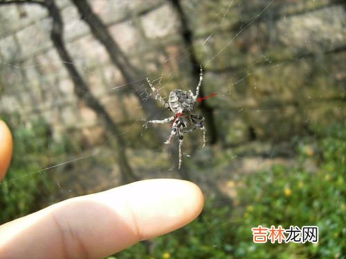大腹园蛛寿命多久,蜘蛛一年四季都出来吗