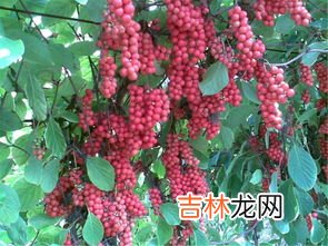 美乐家灵芝五味子胶囊对乙肝病人的功效,乙肝患者多年,白花蛇舌草,五味子,灵芝泡水喝,加吃抗病毒西药,可以吗,