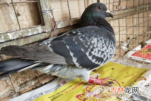 信鸽能吃吗,信鸽可以食用吗？