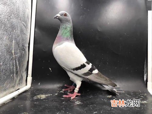 信鸽能吃吗,信鸽可以食用吗？