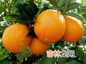 赣南脐橙卖点介绍,赣南脐橙怎么选好?