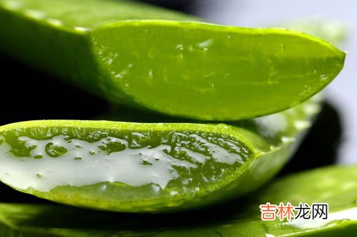 水苏糖芦荟真的有效吗,芦荟真的可以美白吗