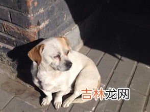 老狗临死前的征兆是什么,老狗临死前有什么征兆