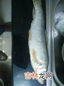 丹江鱼是什么鱼,钓鱼人天堂之丹江口水库,大鱼频出可休闲钓