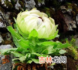 天山雪莲花功效怎么样,天山雪莲有什么功效