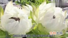 天山雪莲花功效怎么样,天山雪莲有什么功效