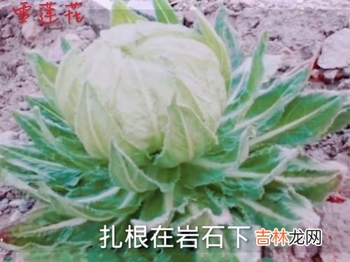 天山雪莲花功效怎么样,天山雪莲有什么功效