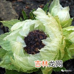 天山雪莲花功效怎么样,天山雪莲有什么功效