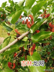 马桑果和桑葚的区别是什么,桑果和桑葚是一个东西吗