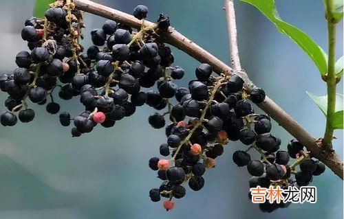 马桑果和桑葚的区别是什么,桑果和桑葚是一个东西吗