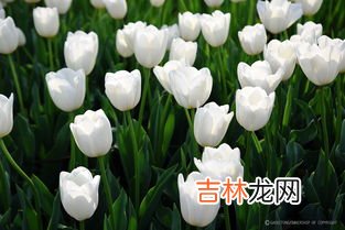 郁金香的品种名字有哪些,郁金香主要品种有哪些?