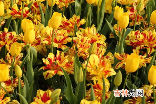 郁金香的品种名字有哪些,郁金香主要品种有哪些?