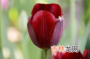 郁金香的品种名字有哪些,郁金香主要品种有哪些?