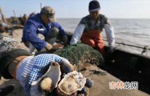 海蛎子内脏如何去掉,生蚝怎么清理里面内脏