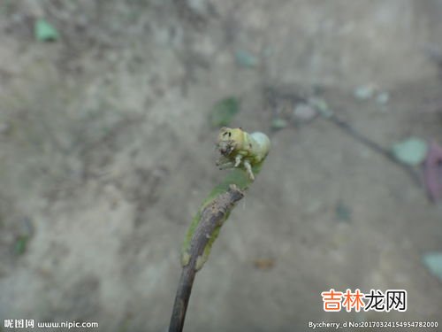 家蚕和野蚕有什么区别,蚕宝宝的知识 蚕的知识介绍