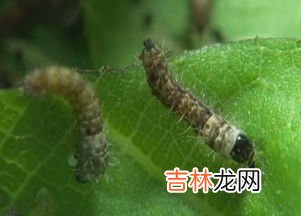 家蚕和野蚕有什么区别,蚕宝宝的知识 蚕的知识介绍