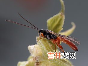 蚂蚁有触角吗,蚂蚁有几只触角