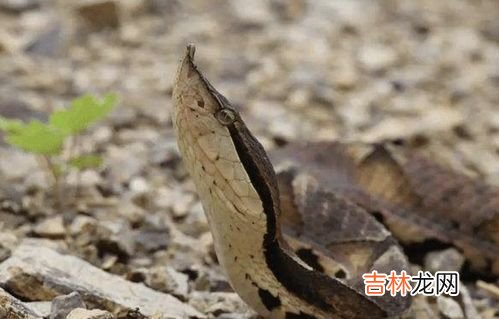 茯苓蝮蛇片的副作用,&#65279;鳖甲丸作用与功效，有什么副作用？