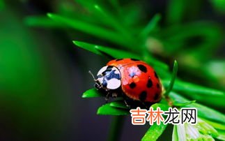 七星瓢虫俗称叫什么,七星瓢虫除花大姐外还有什么名字？