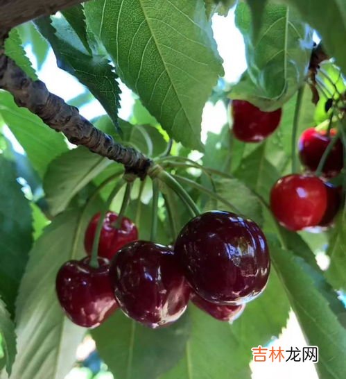 车厘子jd是几j,车厘子jd是什么
