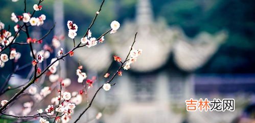 梅花在爱情方面的含义是什么,梅花与爱情之间的联系