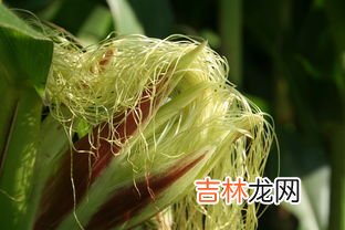 煮玉米的水能喝吗,玉米水怎么喝健康