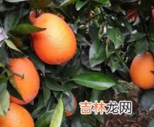 脐橙中间那一坨可以吃吗,橙子里面的那一股心叫什么？